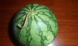 吃瓜5xyz,一场网络热词背后的文化现象