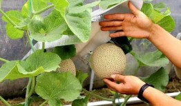 金丝纹瓜怎么吃