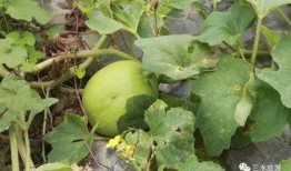 吃雪梨瓜的好处,润肺生津，夏日清凉佳品