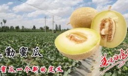 喝酒后吃瓜蜜瓜,酒后蜜瓜解腻新体验