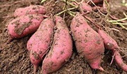 梦见吃烤土瓜,探寻烤土瓜背后的神秘寓意