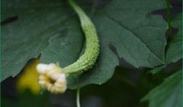 堕胎后吃吊瓜,调养身心，助力康复之旅