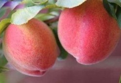 梦到吃瓜和桃子,瓜果飘香，桃李满园