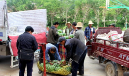 崇福镇吃瓜,瓜香四溢，品味夏日田园风情
