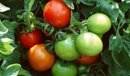 小云吃瓜番茄,一场别开生面的吃瓜体验