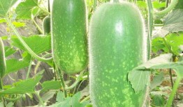 吃瓜 韩城,吃瓜群众的美食之旅