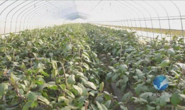 崇福镇吃瓜,瓜香四溢，品味夏日田园风情