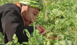 师傅吃瓜视频,揭秘娱乐圈幕后故事