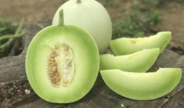 啃着吃的玉瓜叫什么瓜,品味时光的甘甜