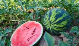 武陟吃瓜的最新信息,最新进展与热议焦点全解析