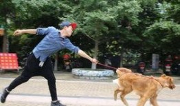 娱乐吃瓜酱遛狗