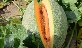 频繁吃哈密瓜,揭秘频繁食用哈密瓜的五大益处