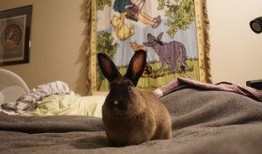 喜欢吃瓜的兔子,兔子美食日记