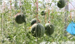 后山饭店吃瓜事件视频,一场网络热议的瓜田奇谈