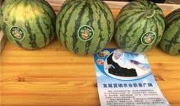 浙江农村吃瓜,瓜果飘香，共享田园生活