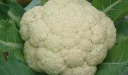 送菜花吃瓜,一场别开生面的美食盛宴