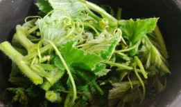 葵瓜叶子怎么吃最好