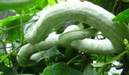 蛇瓜该怎样吃,探索美味与营养的完美结合