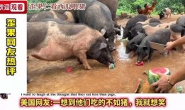 猪跟吃瓜,揭秘猪的饮食习惯与趣味生活