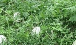 吃瓜不留痕,揭秘娱乐圈的隐秘故事