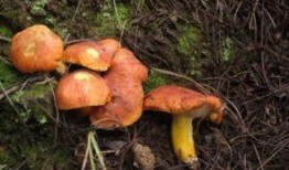 吃瓜小菌菌,揭秘娱乐圈那些不为人知的幕后故事