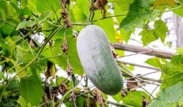 吃瓜生病的视频,揭秘“吃瓜生病”背后的真相