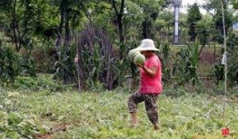 农村小伙摘瓜吃瓜视频,农村小伙摘瓜吃瓜，共享田园生活乐趣