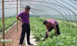 吃瓜党员,揭秘网络舆论场中的党员风采