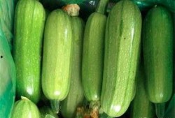 慢性胃炎可以吃西葫芦瓜,西葫芦瓜助力慢性胃炎患者调养身体