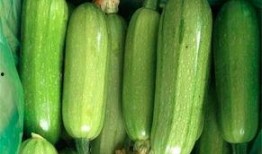 慢性胃炎可以吃西葫芦瓜,西葫芦瓜助力慢性胃炎患者调养身体