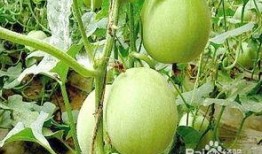 怀孕可以吃儿瓜,儿瓜助力母婴健康