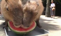 水豚吃瓜,瓜果飘香中的悠闲时光