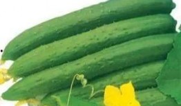 夏天吃太多瓜会引起,小心“瓜”多伤身