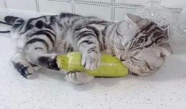 猫吃白瓜,白瓜成为猫咪新宠