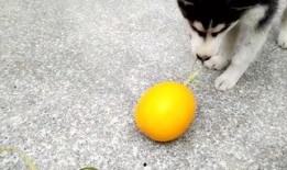 吃哈瓜达人,探寻瓜达拉哈拉的独特风味