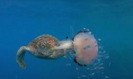 尼加拉瓜吃海龟怎么吃,探索海龟美食的独特魅力