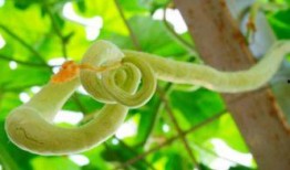 蛇瓜该怎样吃,探索美味与营养的完美结合