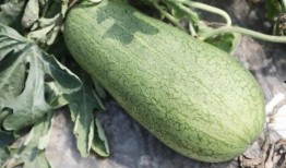 啃着吃的玉瓜叫什么瓜,品味时光的甘甜