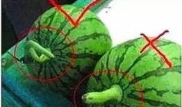 焦作最近吃瓜,揭秘背后真相与热议焦点