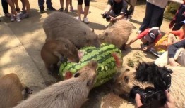 水豚吃瓜,瓜果飘香中的悠闲时光