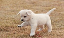 幼犬可以吃小白瓜