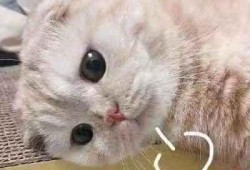 平平无奇吃瓜群众而已,揭秘网络围观背后的真相