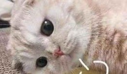 平平无奇吃瓜群众而已,揭秘网络围观背后的真相