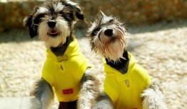 雪纳瑞可以吃蜜瓜吗,蜜瓜是否适合它们食用？