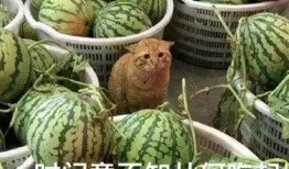 手机吃瓜的图片,揭秘娱乐圈幕后真相