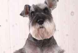 雪纳瑞可以吃蜜瓜吗,蜜瓜是否适合它们食用？