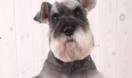 雪纳瑞可以吃蜜瓜吗,蜜瓜是否适合它们食用？