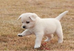 小狗吃白瓜,探索白瓜的诱惑