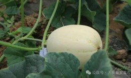 吃白瓜利尿吗