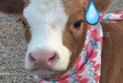 抖音吃瓜恐怖小孩,揭秘“恐怖小孩”吃瓜背后的真相